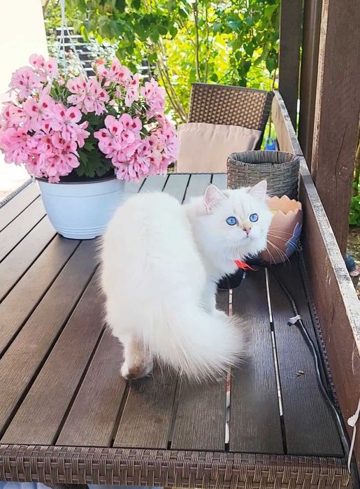 Fetita British Longhair alba cu ochi albastri - linie selecta