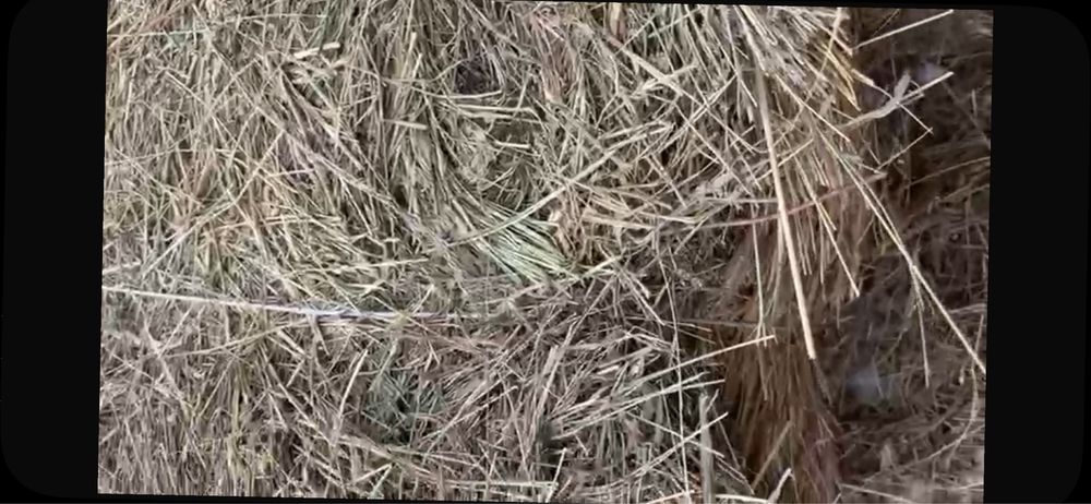 Продам сено тюкованное