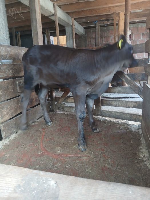 Vând vițică angus