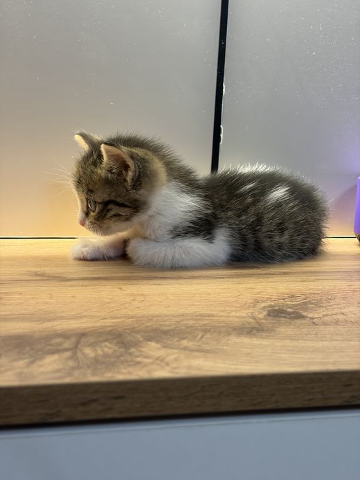Котенок 1 месяц девочка