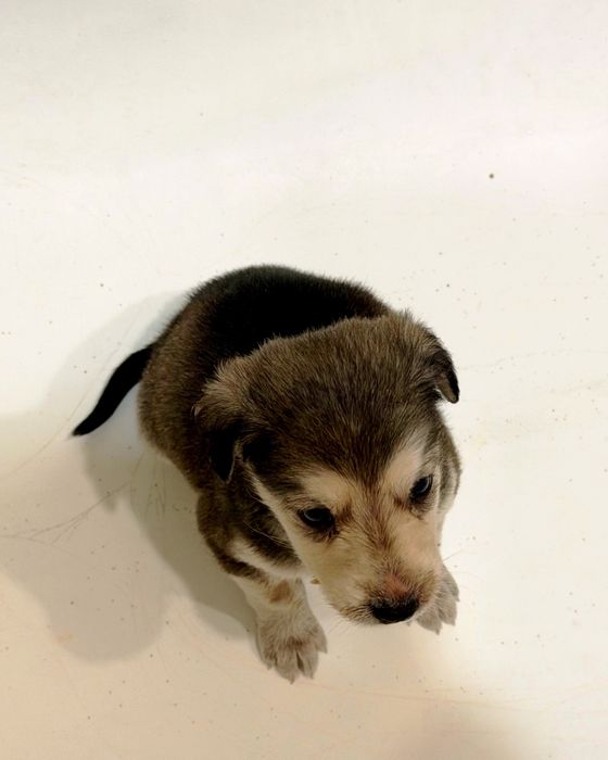 Продам щенка маленького