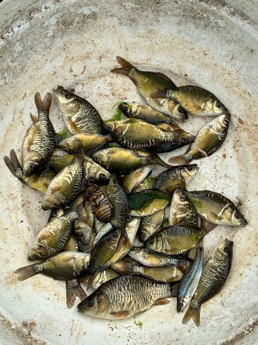 Puiet crap vara a 1 a 10 000 bucăți