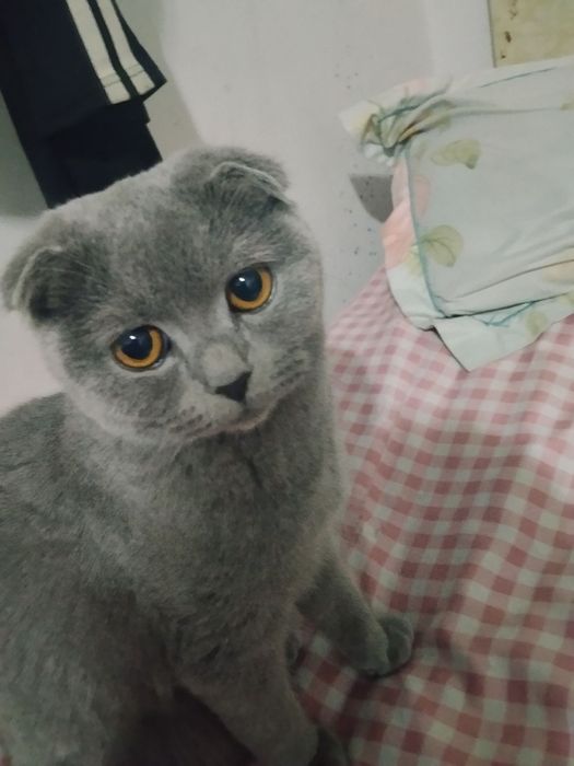 Британский вислоухие