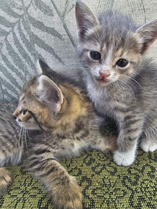 Отдам котят бесплатно