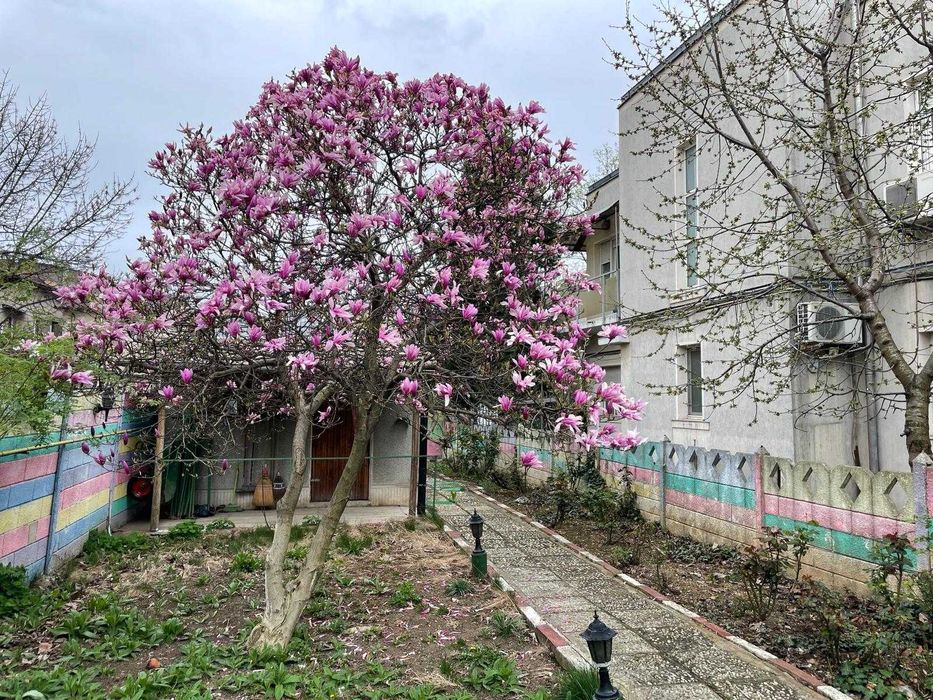 Comision 0, Casa de vanzare, Pache Protopopescu, curte mare, garaj