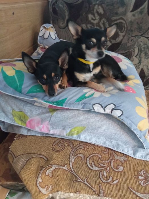 Вязка той терьера.