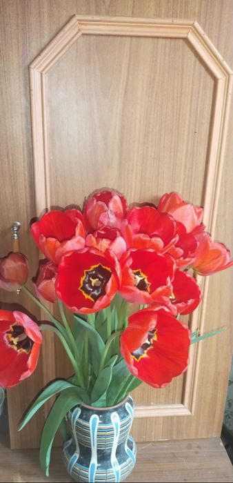 Тюльпаны по 100 тенге