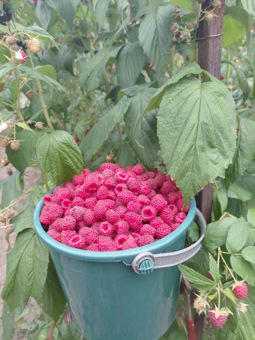 Zmeură de vânzare