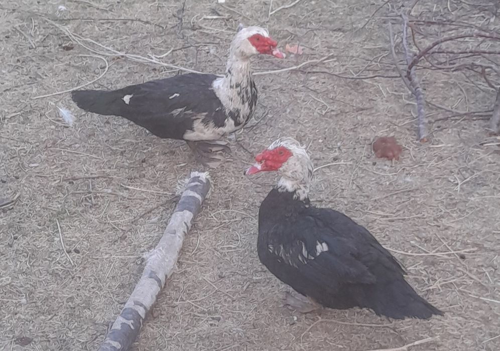 Продаётся индоутки