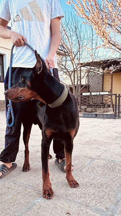 доберман 1,5 жас