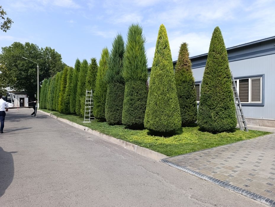 Archa kesish Archalarga shakil berish va Dorillash