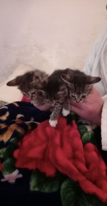 Отдам котят в добрые руки.