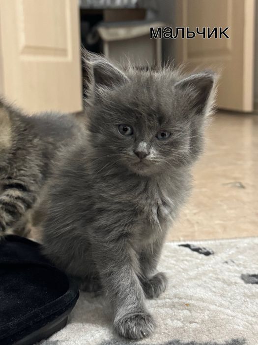 отдам котят бесплатно