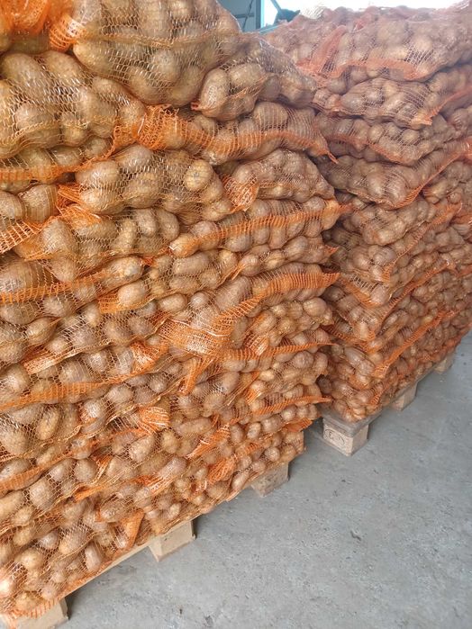 Vand cartof consum alb