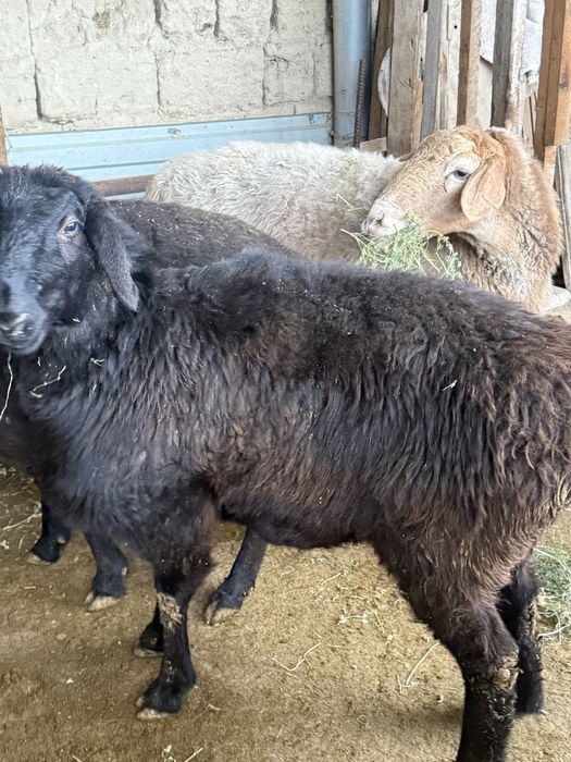 Срочно Кои сатылады