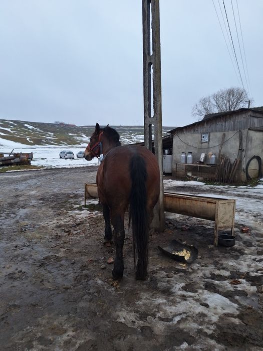 Vând o iapa de 4 ani in primavara gestantă in 8 luni