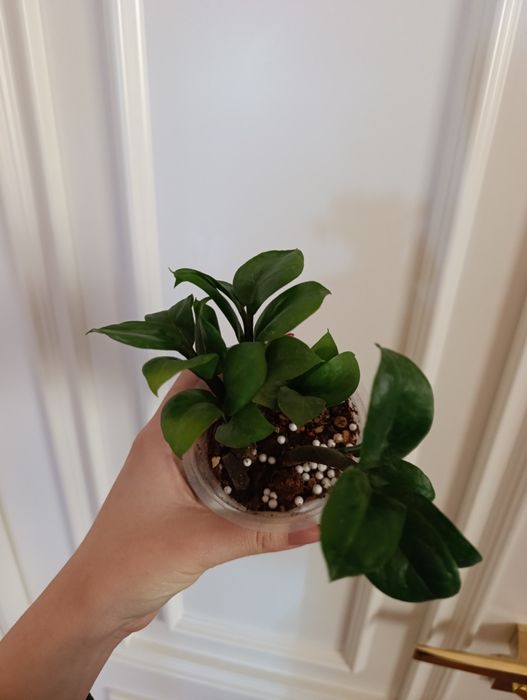 Замиокулькас Зензи