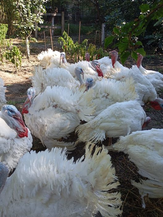 Curcani Big 16 , crescuți bio,de vânzare!30-35 Ron per kg!