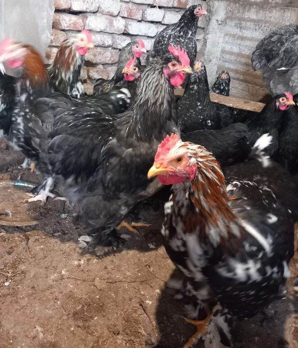 Продавам Млади Петли