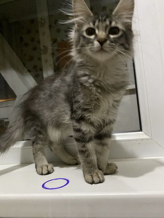 Отдам котенка в добрые руки