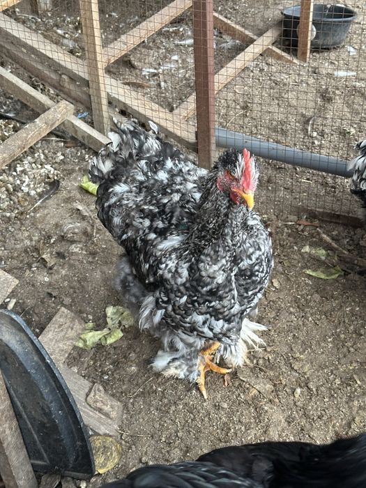 Кохинхин Белый иПолосатый