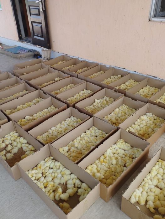 Продажа бройлерные