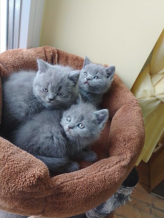 Британски принцеси