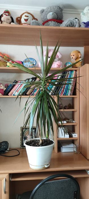 Продам комнатные цветы