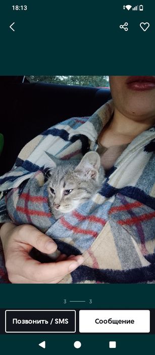 Отдам котёнка в добрые руки