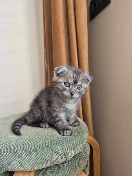 Продам пародистых котят