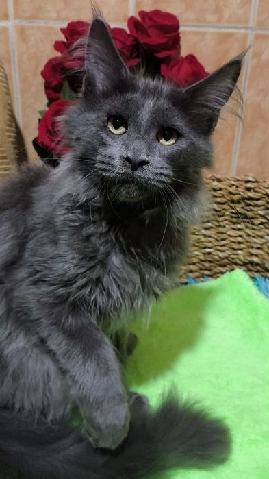 BLUE мейн кун котёнок голубой