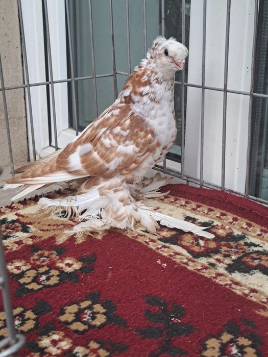 Голубка гульбадам молодая