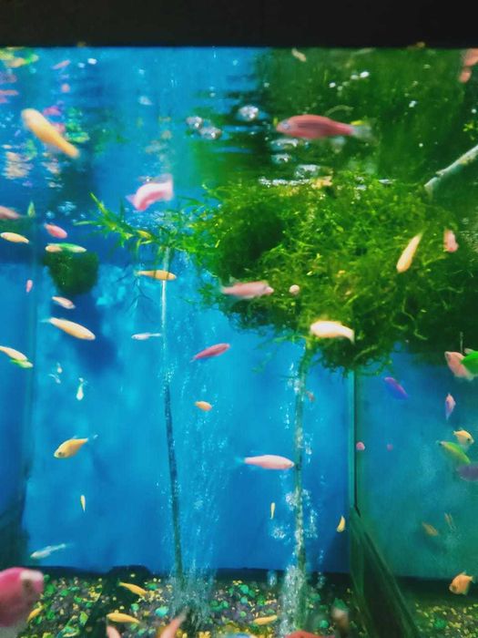 Аквариумные рыбки