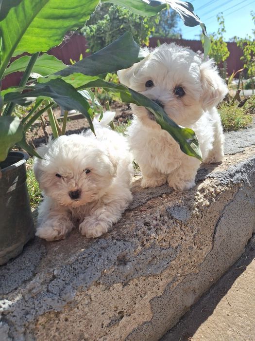 pui bichon o luna