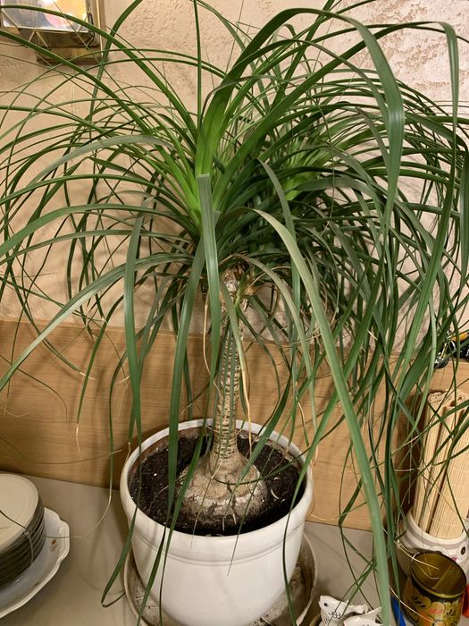 Нолина, височина  над 70см.