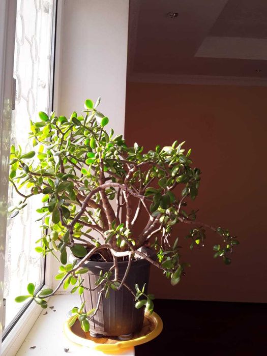 Денежное дерево (Толстянка, Крассула)