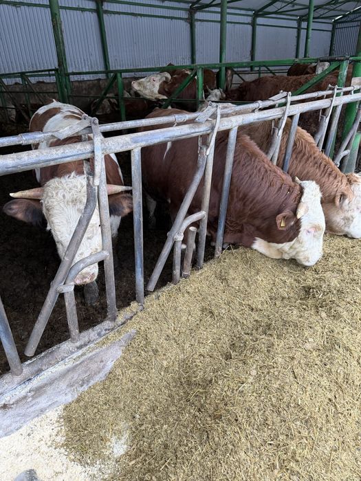 Vand tauri intre 280-400 kg