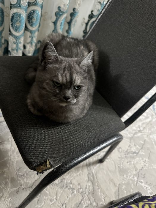 Кошка породости, стмпатичная
