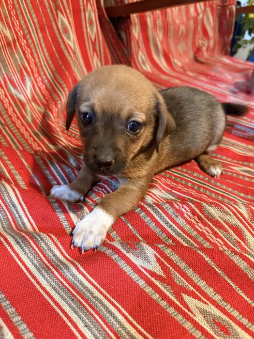 Cateluse care isi cauta o casa