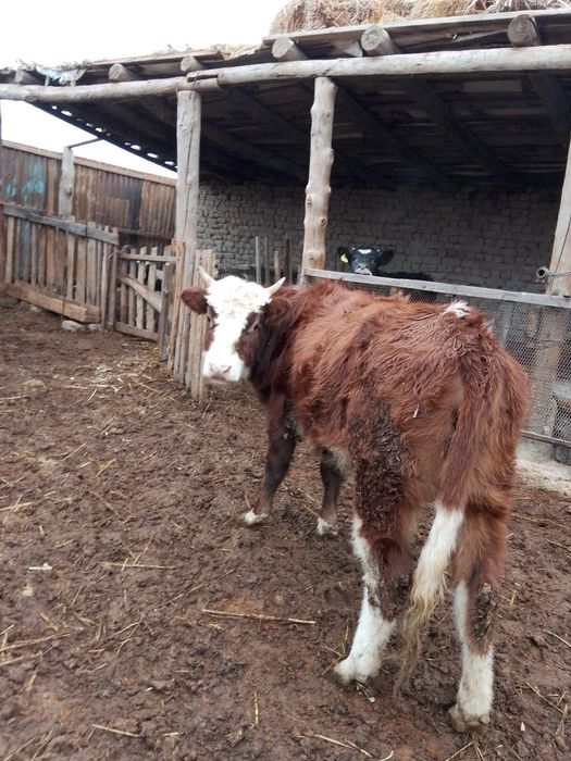 1,5 жасар кашар сатылады семіз