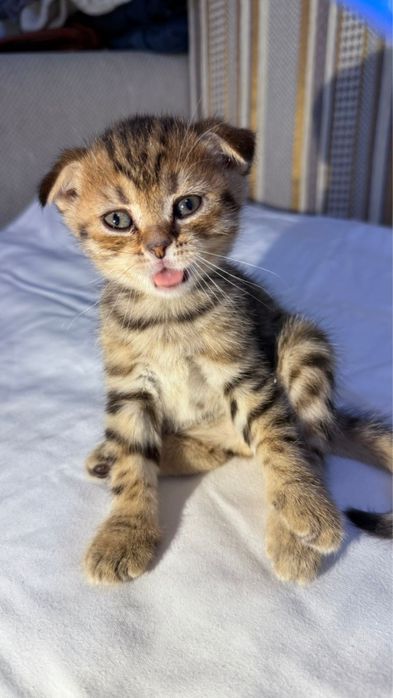 Продам очень сладкие и умные.