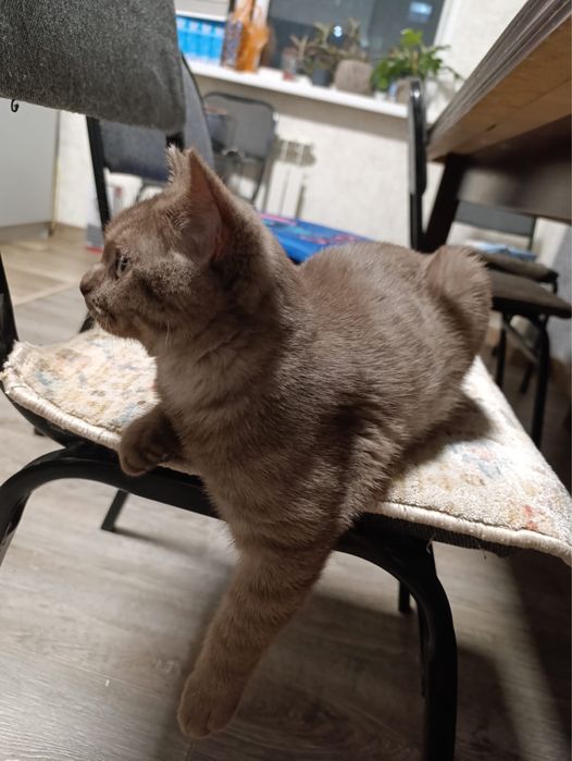 Котенок шотландский