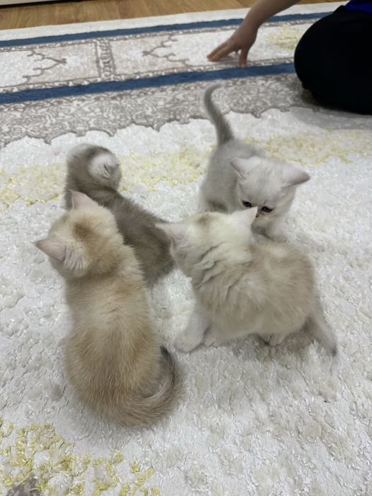 чистокровный вислоухий котенок Скотиш фолд Skotish fold