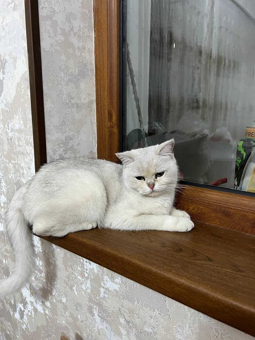 mushuk Britanskiy shinshilla chinchilla