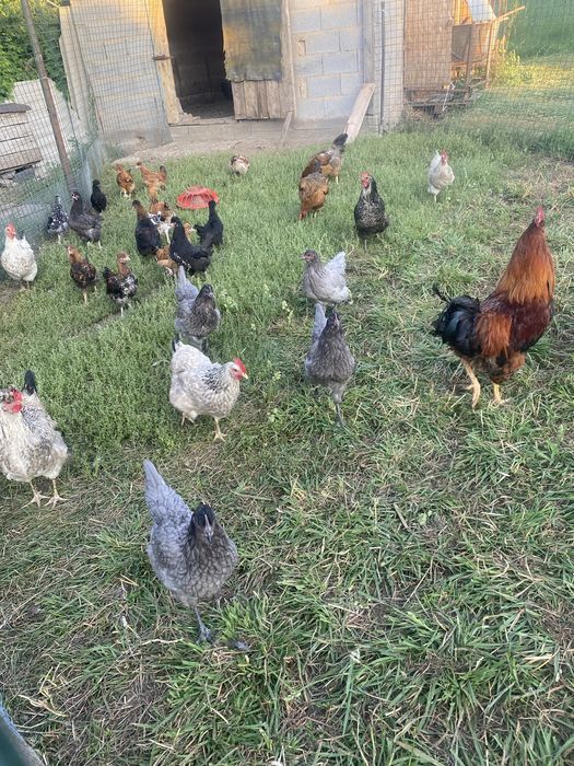 Продам хорошие куры