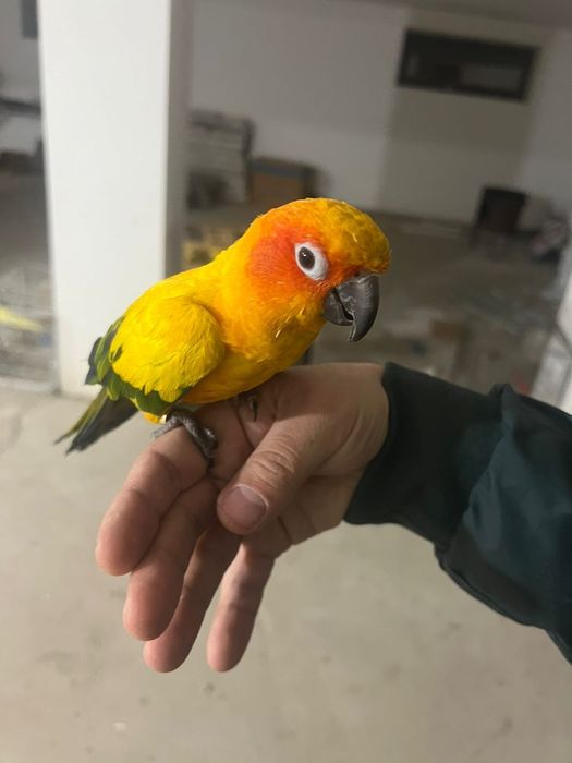 Продам ручные папугаи 120 тысяч