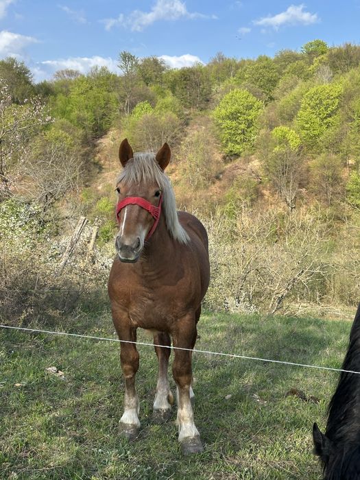 Vand manza de un an frumoasă