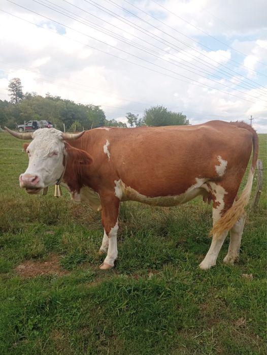 Vand 2 vaci de lapte