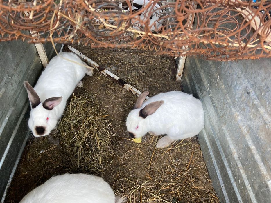 Кролик срочно продам