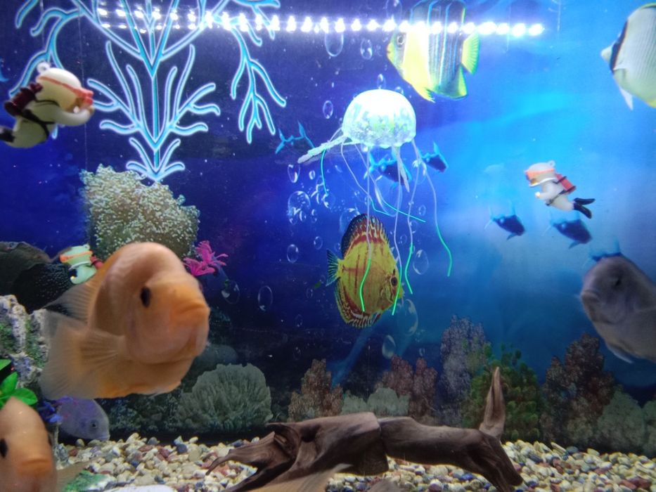 Аквариум 200 литров